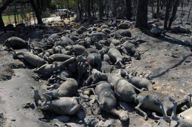 Bandipur Fire Animals Death