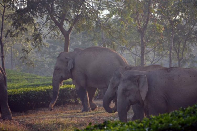 Elephants India-Bangladesh Border