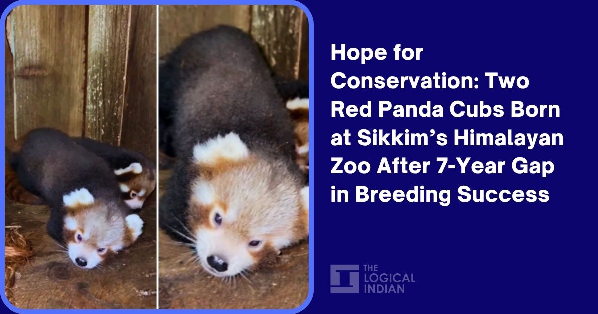 Hope for Conservation: Two Red Panda Cubs Born at Sikkim’s Himalayan ...
