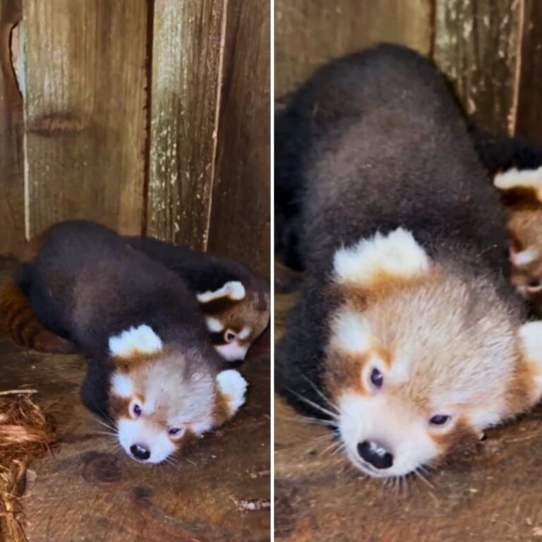 Hope for Conservation: Two Red Panda Cubs Born at Sikkim’s Himalayan ...