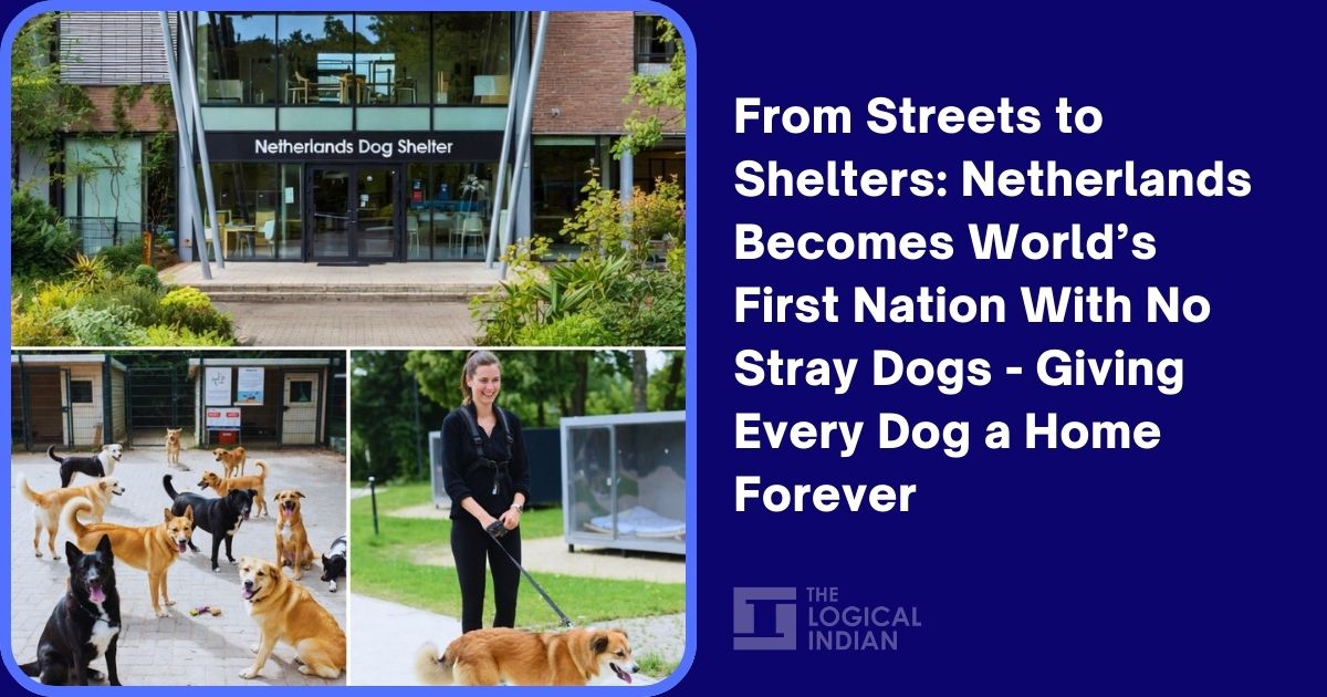 From Streets to Shelters: Netherlands Becomes World’s First Nation With No Stray Dogs – Giving Every Dog a Home Forever