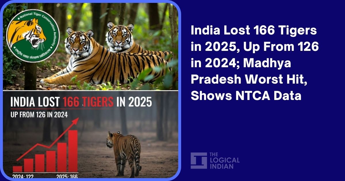 India Lost 166 Tigers in 2025, Up From 126 in 2024; Madhya Pradesh Worst Hit, Shows NTCA Data