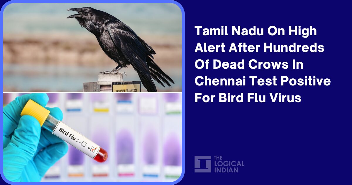 Tamil Nadu: Hundreds Of Dead Crows In Chennai Test Positive For Bird ...